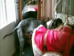 Doggy bonks lady in red